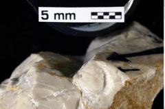 Foto (Detailansicht) von Nodoprosopon ornatum (Meyer, 1842) (NHMW-GEO-1990-0041-0063)